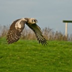 Roofvogels Berkel 21