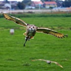 Roofvogels Berkel 13