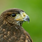 Roofvogels Berkel 23