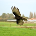 Roofvogels Berkel 44